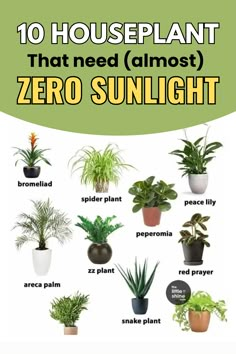 Here are 10 Indoor Plants Zero Sunlight Plants, Plants That Need Little Light, Plant Lights Indoor Setup Living Room, House Plants That Don’t Need Much Light, Plants That Dont Need Sunlight, Office Plants No Sunlight, Zero Light Plants, Zero Light Indoor Plants, Zero Sunlight Indoor Plants