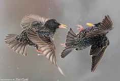 two birds flying next to each other on a gray and white background with water droplets