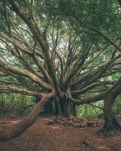 an old tree in the middle of a forest with lots of trees growing on it