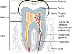 If you’ve ever experienced an emergency dental visit for a tooth that needed to be taken care of ASAP, you know just how bad a toothache can hurt. It is important to take note of your dental situation and if you feel something is amiss, do not hesitate to call your dentist and save yourself lots of pain. But what is it about the tooth that can make it hurt so darn much? In today’s blog post we will cover the structure of the tooth, as well as explain why toothaches hurt so bad. Teeth Diagram, Loose Connective Tissue, Dental Assistant Study, Teeth Anatomy, Soft Palate, Dental Hygiene School, Dentistry Student, Canine Tooth, Dental Anatomy