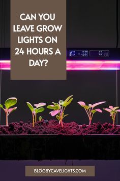 some plants that are growing out of the ground with text reading can you leave grow lights on 24 hours a day?