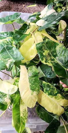 some green and yellow leaves in a plastic container