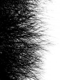 black and white photograph of tree branches with sky in background