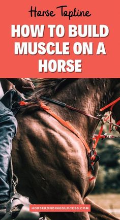 a horse with text overlay that reads how to build muscle on a horse,