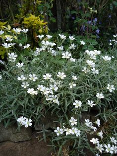 white flowers are growing in the middle of some rocks and plants with green leaves on them