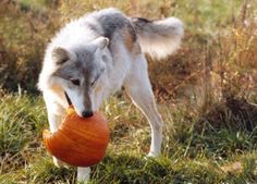 a white and gray dog carrying an orange object in it's mouth