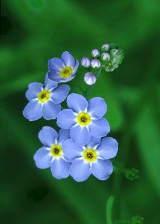 three blue flowers with yellow centers are in the grass