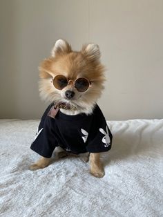 a small dog wearing sunglasses on top of a bed