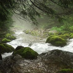 a river running through a forest filled with green moss covered rocks next to tall pine trees