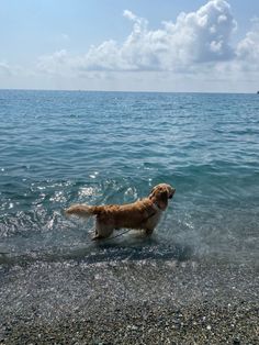 a dog is wading in the water at the beach