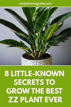 a potted plant with the title 8 little known secrets to grow the best zz plant ever