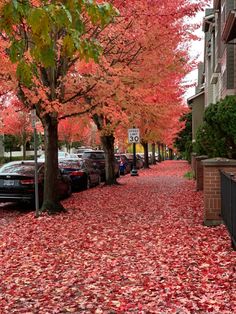 red leaves on the ground next to parked cars and trees with orange leaves all over them