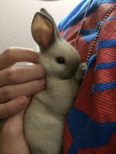 a person holding a small white rabbit in their lap and wearing a red blue and orange sweater