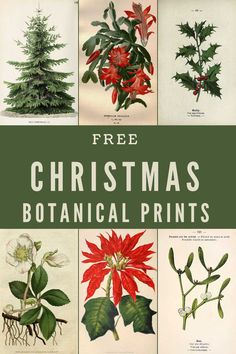 christmas botanical prints with the title free christmas botanical prints