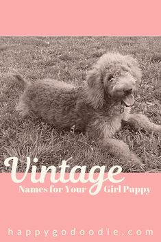 Female Dog Names Country, Girly Dog Names, Coquette Dog Names, Girl Hunting Dog Names, Western Girl Dog Names, Female Dog Names Unique List, Female Puppy Names Unique, Aesthetic Pet Names, Cute Dog Names Female