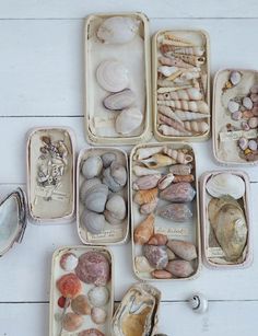 several trays filled with shells and seashells on a white wooden surface,