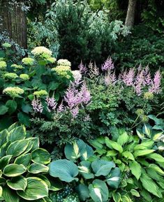 a garden filled with lots of green and purple flowers next to tall trees in the background