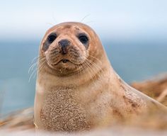 a seal sitting on top of a sandy beach next to the ocean and looking at the camera