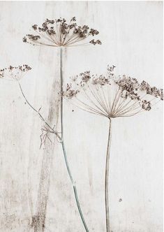 three dried flowers are shown against a white wall with peeling paint on the bottom half of it