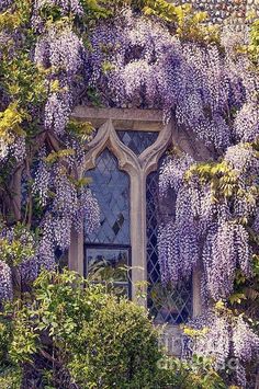 an old window covered in purple wisters