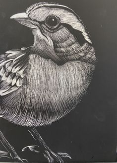 a black and white drawing of a bird on a dark background with the eye visible