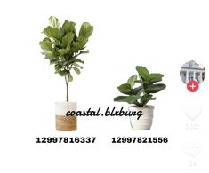 three potted plants are shown with the words coastal blinging on them and an image of a beach house in the background