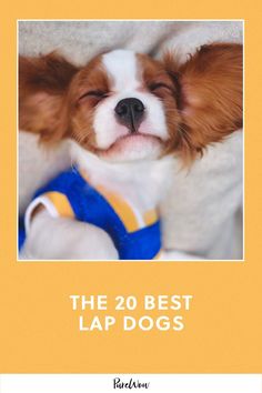 a small brown and white dog laying on top of a bed