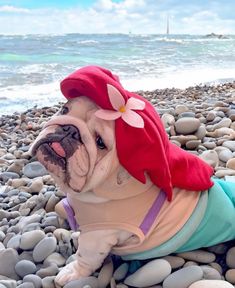 a small dog wearing a red hat sitting on top of a pile of rocks next to the ocean