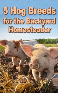 three pigs standing in the dirt with text overlay that reads, 5 hog breeds for the backyard homesteader