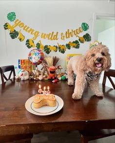 a small dog standing on top of a wooden table next to a birthday cake with lit candles