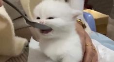 a small white kitten is being held by someone's hand with a large spoon