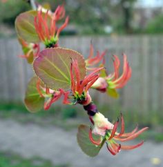 red and green flowers are blooming on a branch in front of a wooden fence