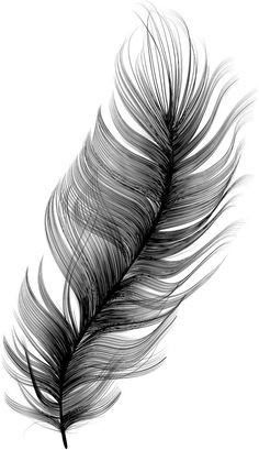 a black and white photo of a feather