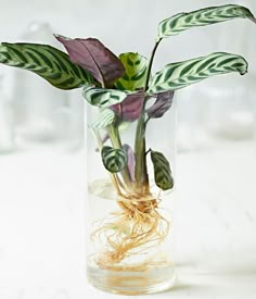 a plant in a glass vase filled with water and roots on a white table top