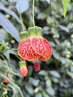 a red and yellow flower with green leaves in the background