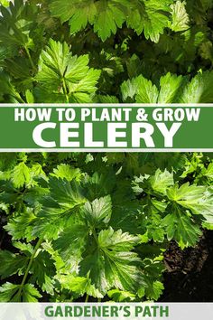 the words how to plant and grow celery are in front of green leaves