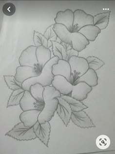 a pencil drawing of some flowers on paper