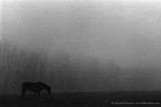 black and white photograph of horse in foggy field with tree silhouettes behind it