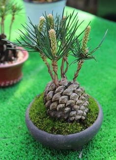 two small pine cones are in a potted plant on the table with green grass