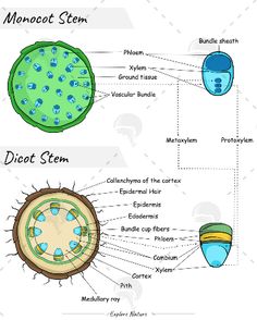 the structure of an animal cell diagram with labeled parts and description on white background stock illustration