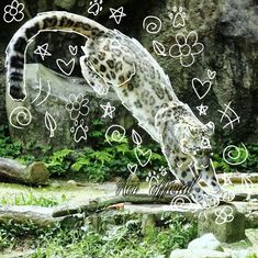 a white and black cat standing on top of a tree branch in front of rocks