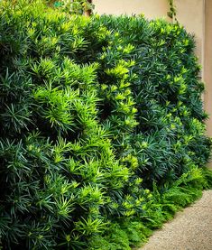 a bush with green leaves in front of a wall and sidewalk area next to a building