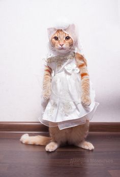 a cat dressed up in a wedding dress