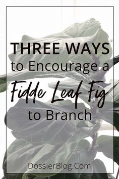 fiddle leaves with the words three ways to encourage a fiddle leaf fig to branch