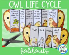 an owl life cycle booklet with four different pictures and scissors on the bottom, in front of