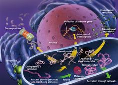 the structure of an animal cell