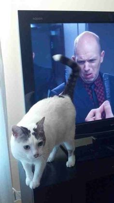 a cat standing on top of a table next to a tv screen with a man in the background