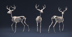 three skeleton deer standing next to each other