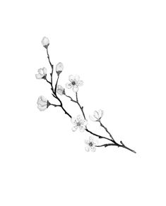 a branch with white flowers on it against a white background