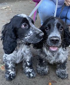 two black and white dogs standing next to each other